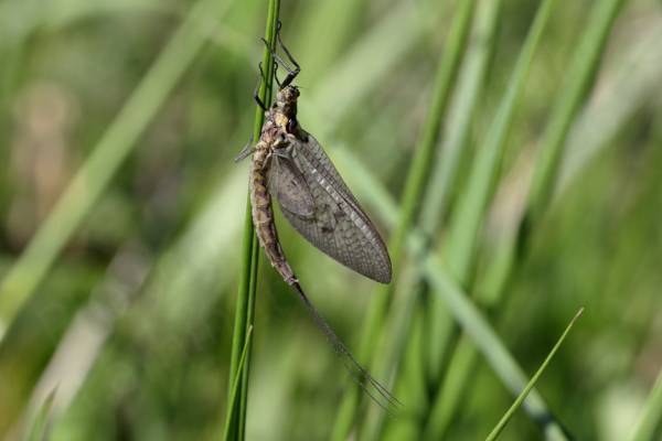 A dark cream and brown Mayfly is resting vertically on a stem of grass.