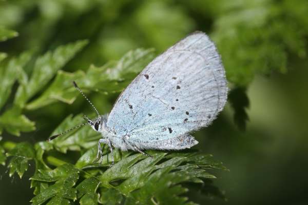 A Holly Blue Butterfly with folded wings showing the pale blue undersides speckled with small black markings.