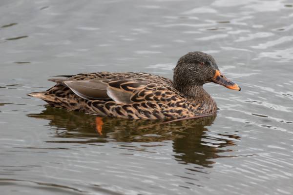 A female Mallard is paddling serenely past in the reservoir 