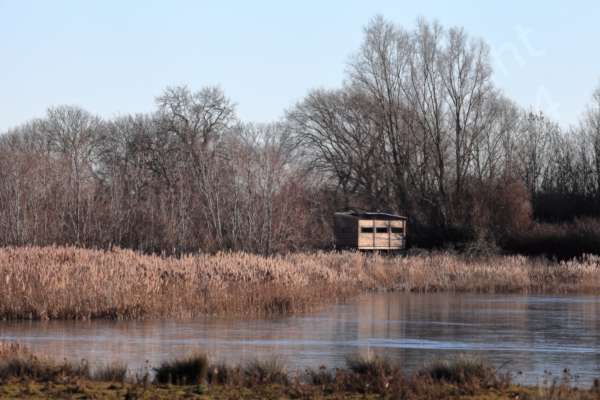 In front of some bare trees a wooden bird hide is perched amongst golden brown reeds on the far side of a small stretch of frozen lake.