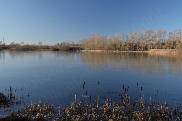 A frozen lake is reflecting the bue sky whilst the sun is giving the reeds and trees on the far side of the water a rich golden hue.