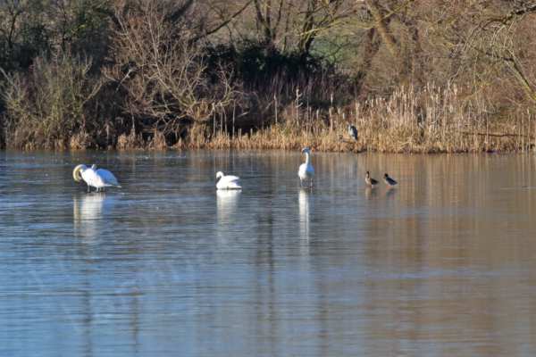 Part of a frozen lake is home to four white swans and two ducks with a grey coloured heron or two on the far margins of the water.