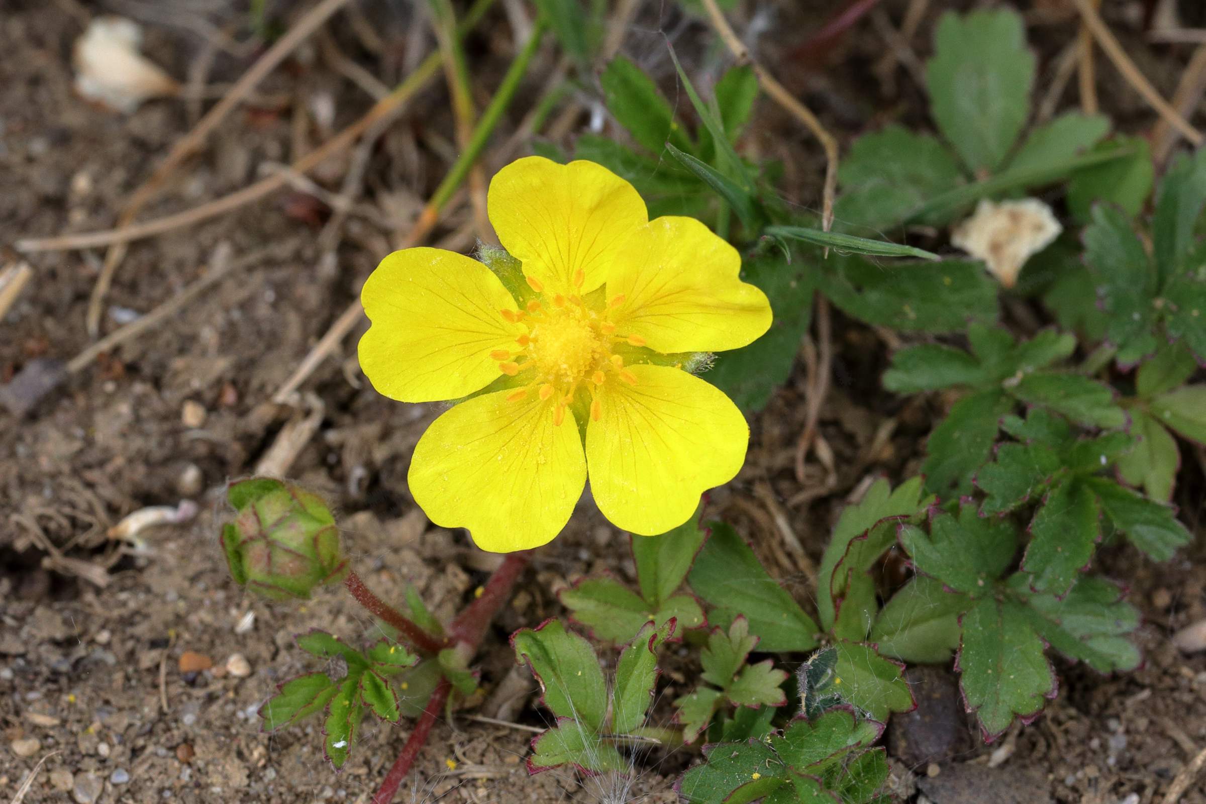A Creeping Cinquefoil flower almost entirely bright yellow apart from the slightly darker anthers in the centre from which five almost heart shaped broad petals emerge.