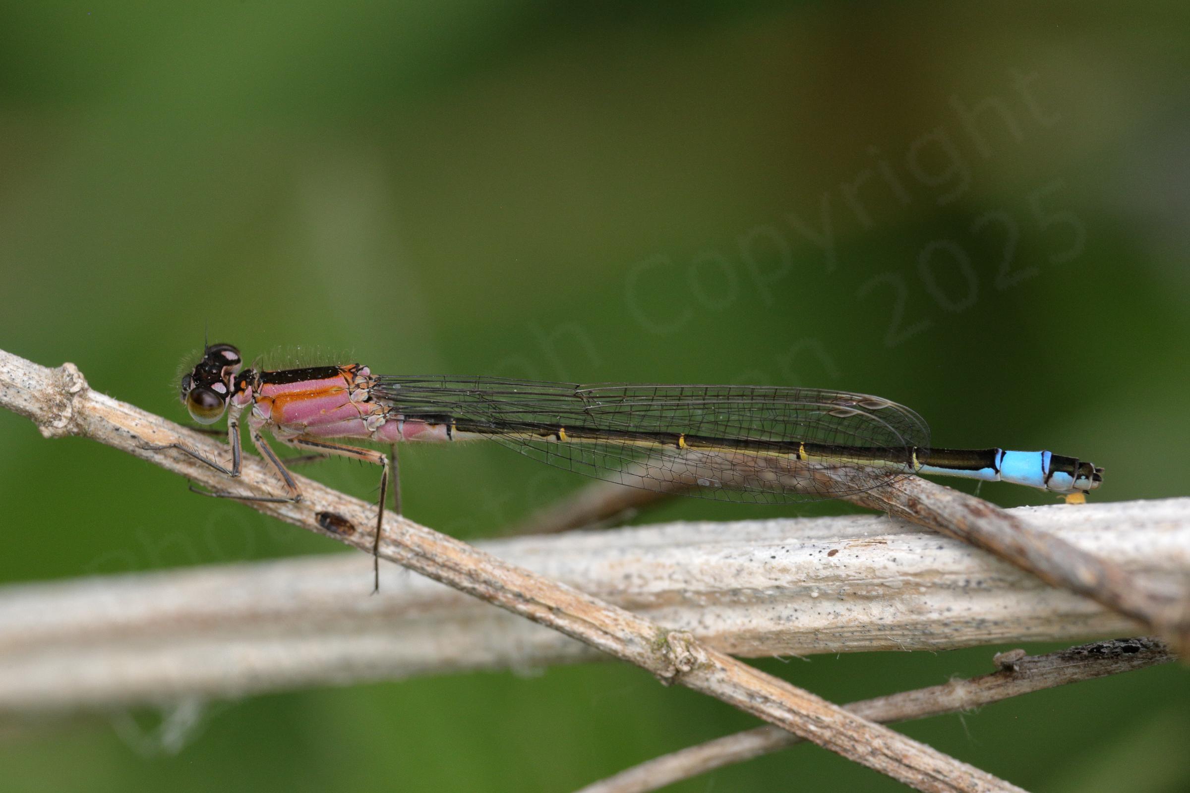 A Blue Tailed Damselfly with a salmon pink thorax darker abdomen and electric blue tail.