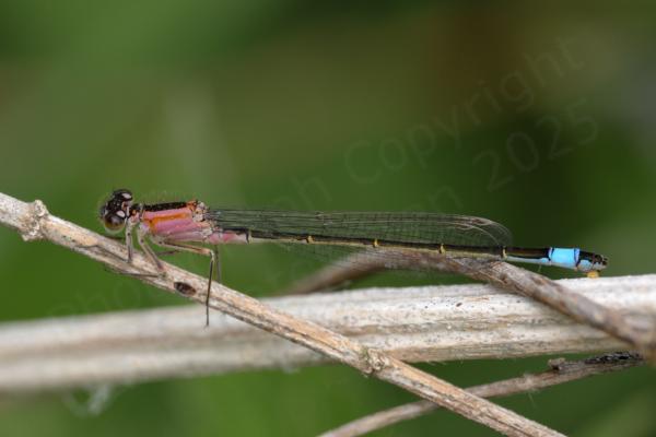 A Blue Tailed Damselfly with a salmon pink thorax darker abdomen and electric blue tail.