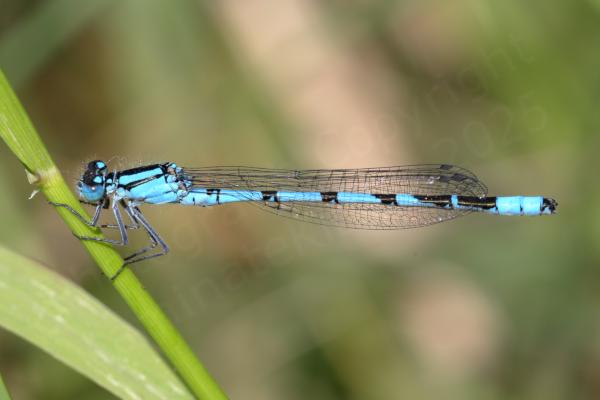A bright blue male Common Blue Damselfly.
