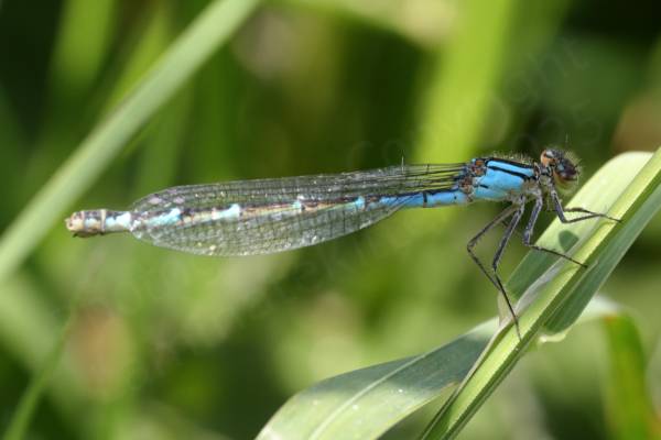A blue and slightly tatty looking female Common Blue Damselfly.