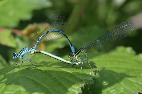 A mating pair of Azure Damselflies with a bright blue male and a lightish green female both with black markings on their topsides.
