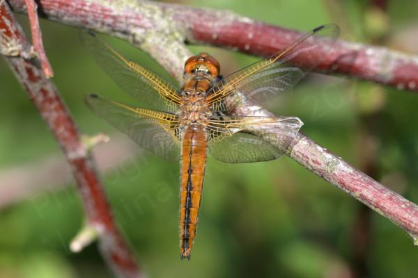 A coppery brown Scarce Chaser Dragonfly resting on a branch facing away from us enabling a good view of the black bell shaped markings that identify the species.