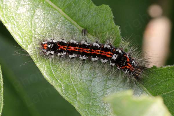 The very hairy Caterpillar of the Yellow Tail Moth is black with two parallel bright red lines running along its back and a broad white band along its side.