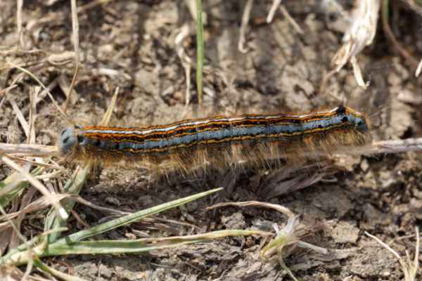 The Lackey Moth Caterpillar is a fantastical beast with long light brown hairs and horizontal stripes in white orange black and blue.
