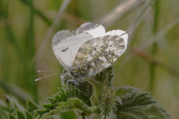 A female Orange Tip Butterfly with her wings partially open so we can see both the grey tips to the top of her wings and the intricate marble like patterns on the undersides.