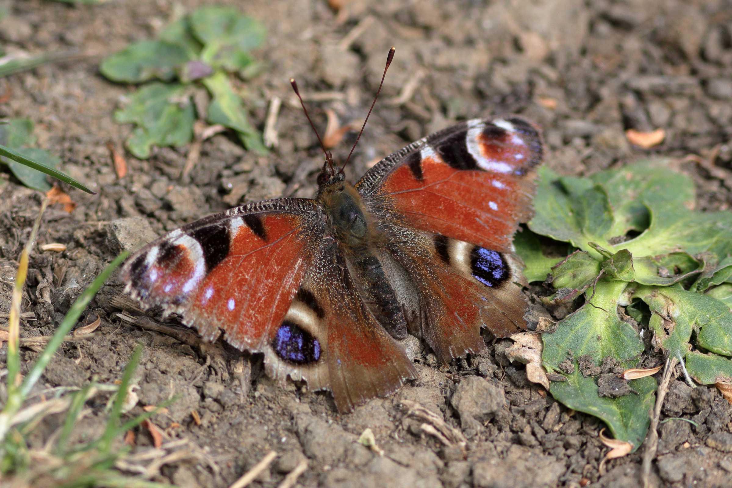 A Peacock Butterfly at rest on a sparsely vegetated patch of ground.