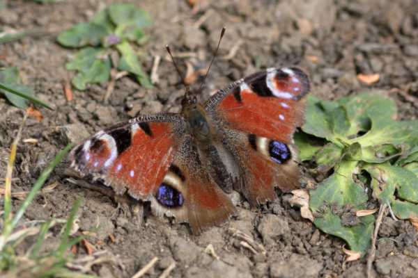 A Peacock Butterfly at rest on a sparsely vegetated patch of ground.