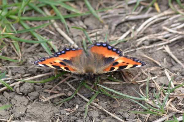A colourful Small Tortoiseshell Butterfly resting on the ground and facing towards us.