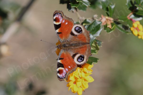A Peacock Butterfly shows off the vibrants reds and browns of its wings whilst feeding on the yellowy orange flowers of Berberis darwinii.