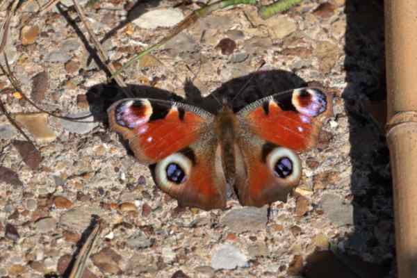 The Peacock Butterfly is a large distinctive butterfly with a brown body and mostly dark red with brown bordered upper wings and a large eyespot on each wing.