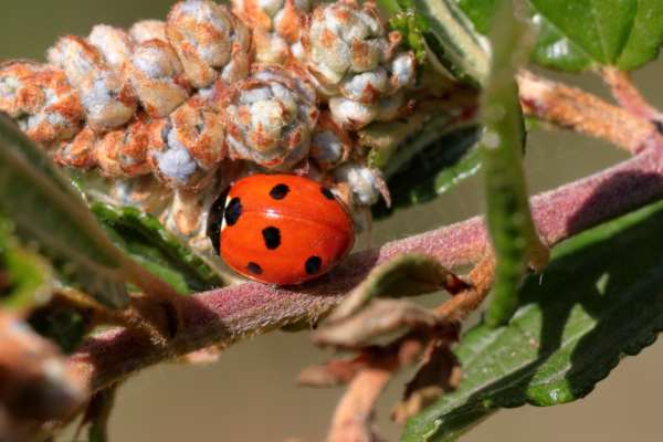 The Seven Spot Ladybird has a black head with white markings and bright red wing cases with an unsurprising total of seven black spots.