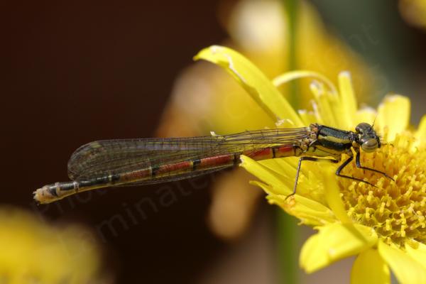 A Large Red Damselfly resting on a bright yellow Leopards Bane flower.