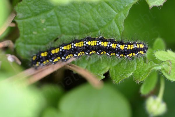 A black caterpillar with clumps of spiky hair and bands of bright yellow spots interspersed with white.