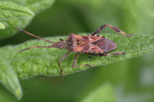 Similar in appearance to a Shieldbug but a little slimmer and with just four segments to each antennae the Western Conifer Seed Bug is mostly reddish brown in colour.