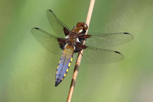 The Broad Bodied Chaser is a medium sized dragonfly mostly golden brown in colour with a wide abdomen which in the mature male is blueish grey with bright yellow markings down the sides.