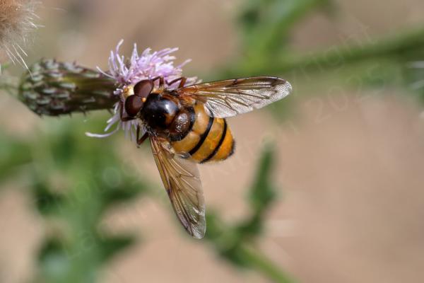 A large plump glossy Hoverfly in brown and golden yellow with brown tinged wings is feeding from a pale purple flower.
