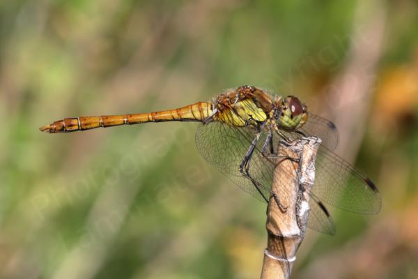 A small orangy brown and cream Common Darter Dragonfly is soaking up the sun on top of a bamboo garden cane.