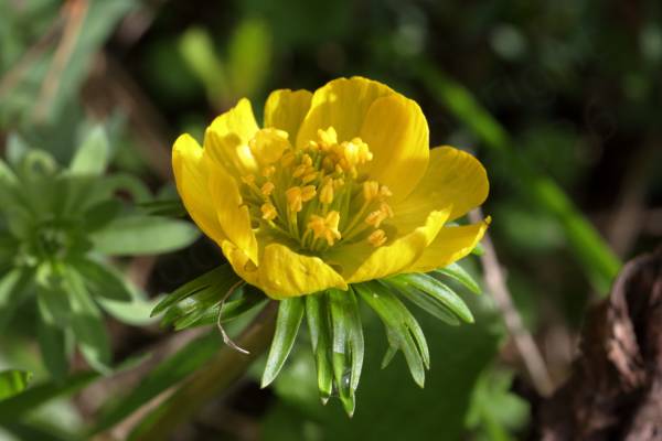 A bright yellow bowl shaped Winter Aconite flower with yellow stamens and a very pale green centre.