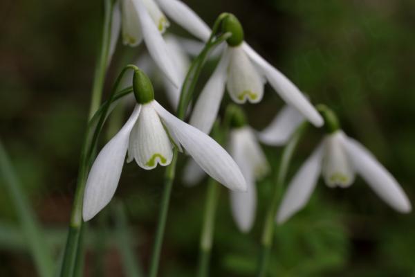 A small cluster of fully open white Snowdrop flowers hanging beneath the curved stems typical of the species.