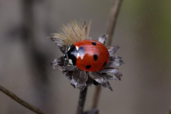 A deep red Seven Spot Ladybird is wide awake on an old brown flowerhead.