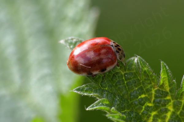 A Cream Streaked Ladybird in the four spotted form with an orangey red colouration marbled with cream streaks and a black spotted white pronotum.