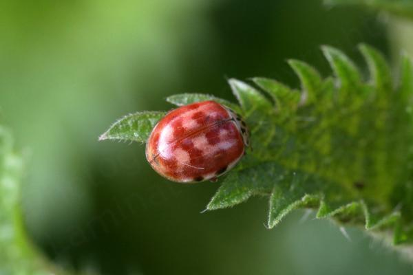A Cream Streaked Ladybird in the four spotted form with an orangey red colouration marbled with cream streaks and two black spots showing near the base of the Elytra.