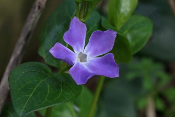 Dark green foliage surrounds the Greater Periwinkle flower which has 5 large purple to lilac petals and a pentagon shaped hollow in the centre for the reproductive parts.