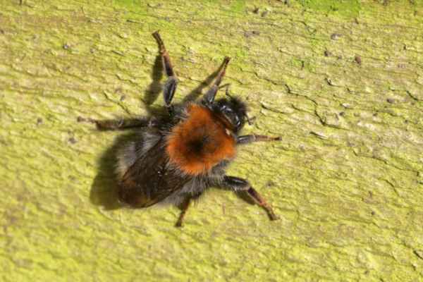 A large Tree Bumblebee resting in the sun with black head and ginger haired thorax whilst the abdomen has hints of grey leading to a white tail. 