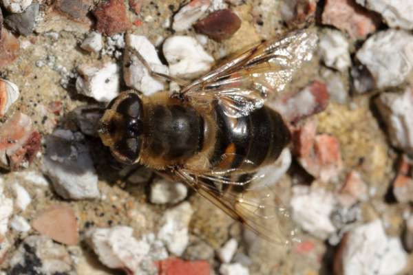 A large hoverfly mostly dark brown to black with pale brown to cream hairs is resting on a pebbledash concrete wall.