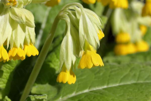 Bright yellow cup shaped Cowslip flowers suspended below pale green hairy stems with the darker crinkled leaves in the background.