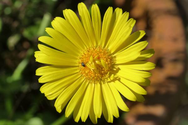 A large bright yellow Leopards Bane flower with long narrow petals and a small Pollen Beetle rummaging around the centre.
