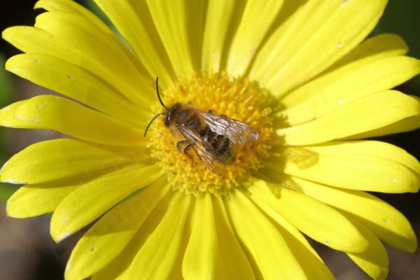 A yellow Leopards Bane flower is enjoying a visit from a medium sized and quite hairy Bee.