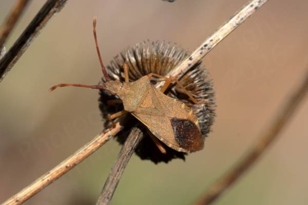 A reddish brown Dock Bug is enjoying the sun whilst resting on some old brown plant stems.