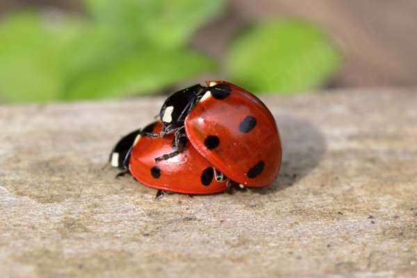 A pair of glossy deep red 7 Spot Ladybirds are mating on the wooden wall of a raised bed.