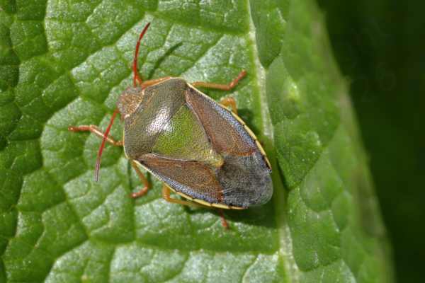 A large and beautiful glossy Gorse Shieldbug with red antennae a lime green scutellum and various hues of reddish brown elsewhere.