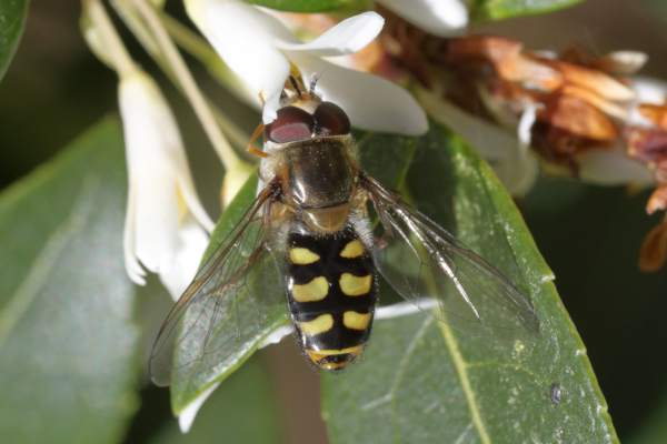 A medium sized black and yellow Hoverfly with dark crimson eyes is feeding from a small white flower.