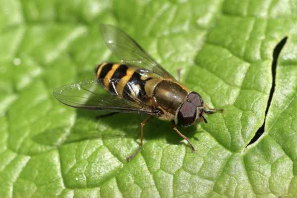 A medium sized black and yellow Hoverfly is resting on a large green leaf.