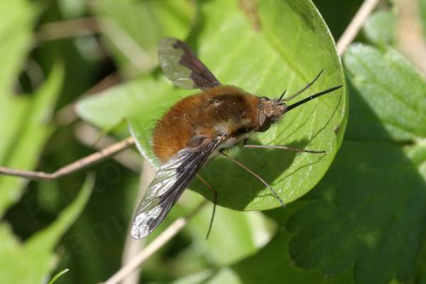 A furry brown Bee-fly with long black proboscis is resting on a leaf.