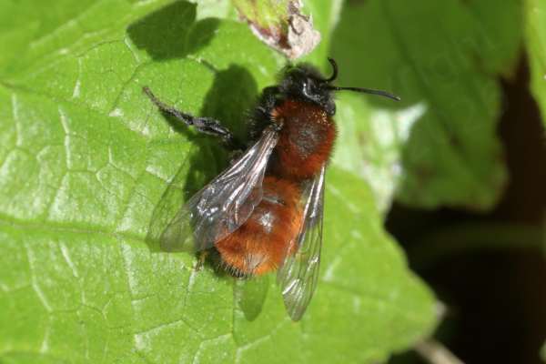A Tawny Mining Bee mostly black underneath but the abdomen and thorax are covered with a thick layer of gingery fur.