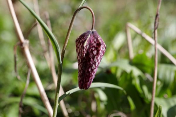 A purple and cream checkerboard patterned Snakes Head Fritillary flower suspended from its curved stem.