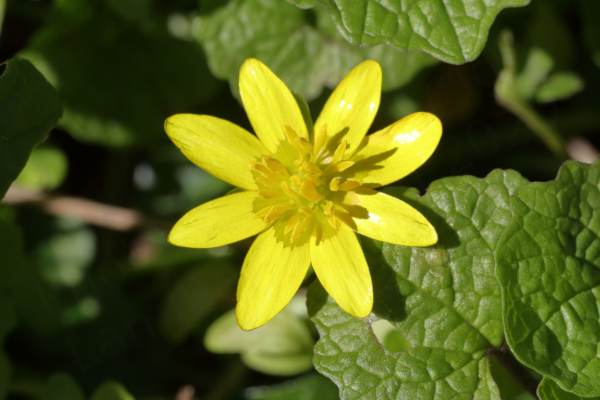 A bright yellow Lesser Celandine flower with eight long broad petals and matching yellow stamens.
