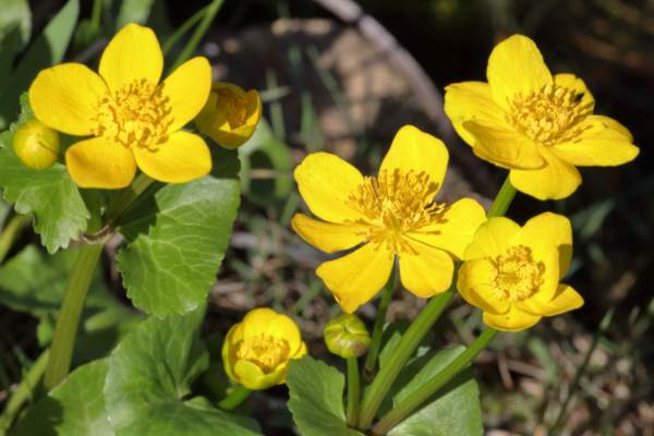 A cluster of deep yellow Marsh Marigold flowers some of which are fully open whilst others are still to unfurl.