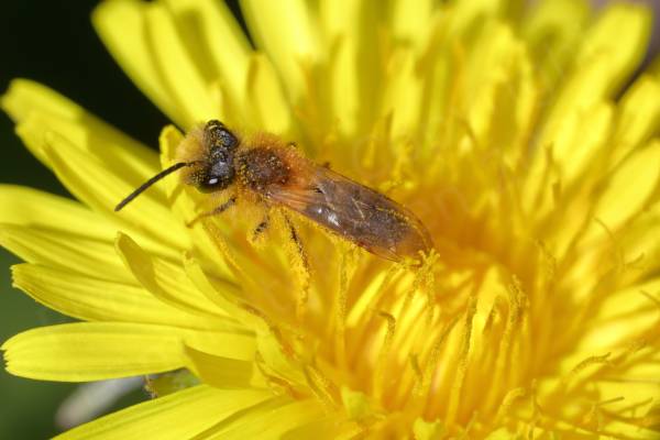 A small and furry bee is rummaging around in a yellow Dandelion flower.